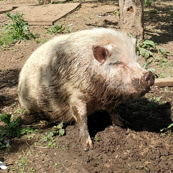 Mango Jeans Denim Blazer, Black Brown Tan Jean Jacket, XXS S EUC, Brass Snaps - Picture 10 of 10